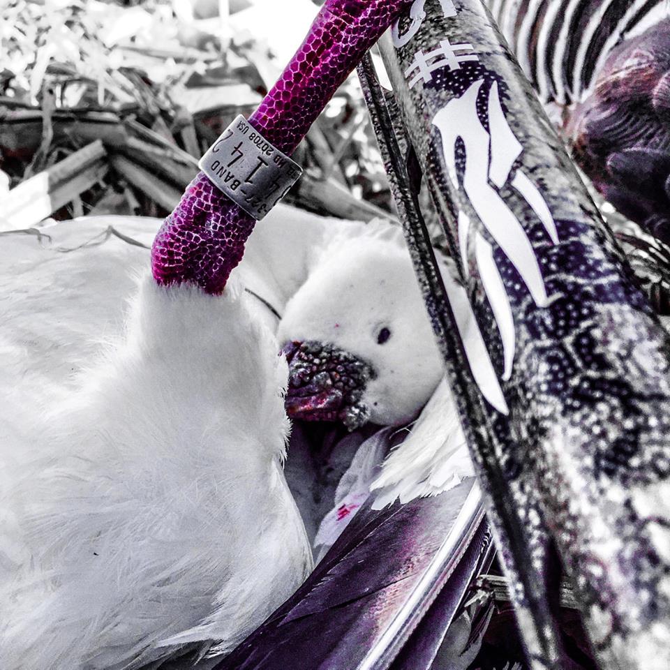 spring snow goose hunting guide
