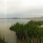 Peru Duck Hunting Tours