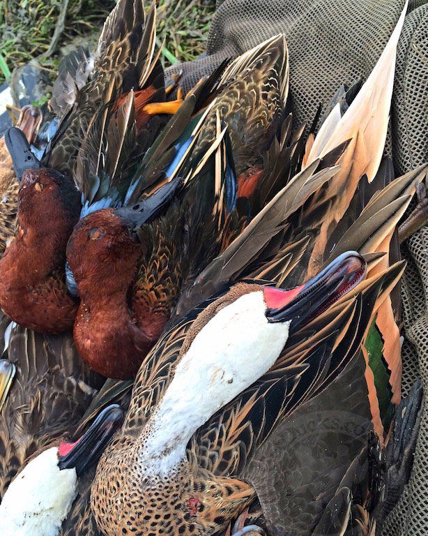 Coastal Peru Cinnamon Teal Hunt