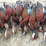 Peru Coastal Duck Hunting
