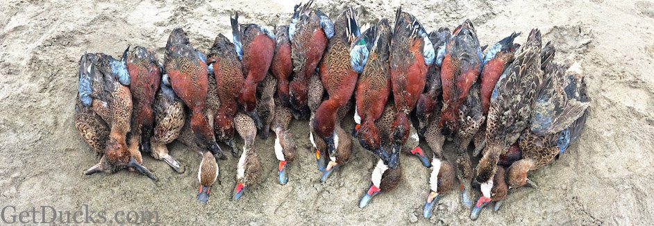 peru duck species cinnamon teal