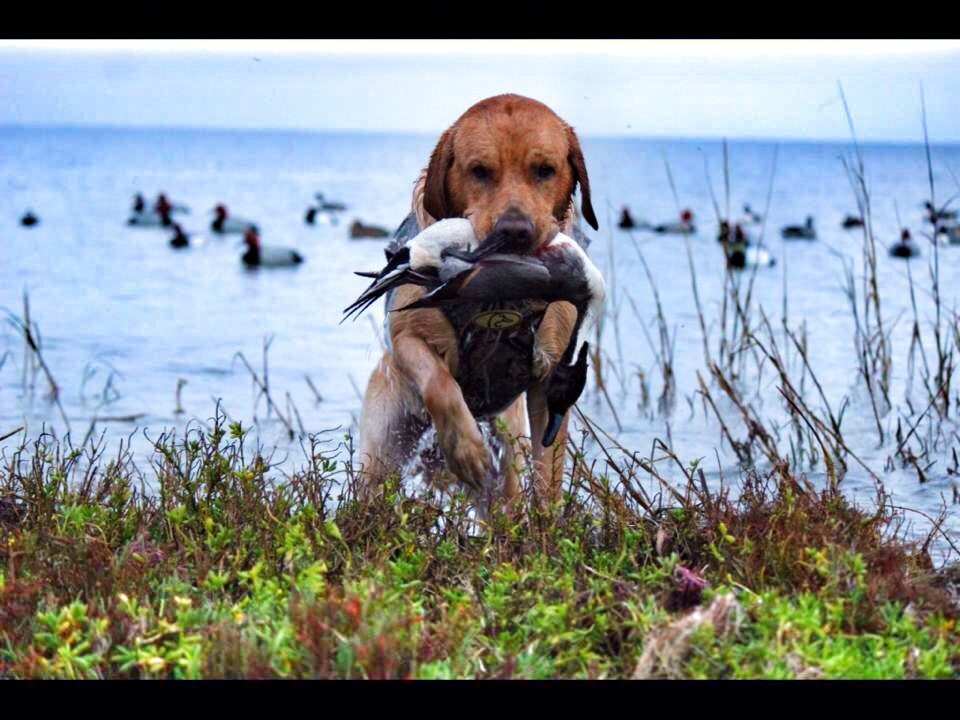 Texas Water Duck Hunt