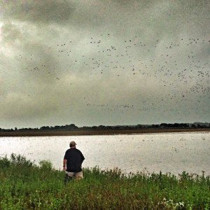 texas blue winged teal hunt