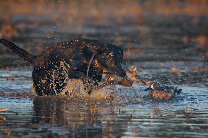 texas teal hunting_7963