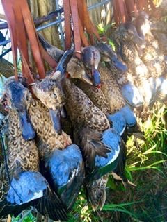 texas teal hunting_8004