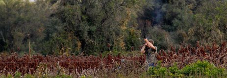 spotwinged pigeon hunting