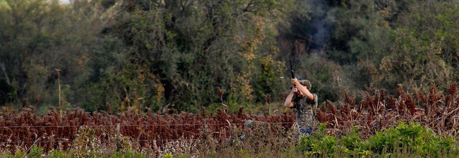 spotwinged pigeon hunting