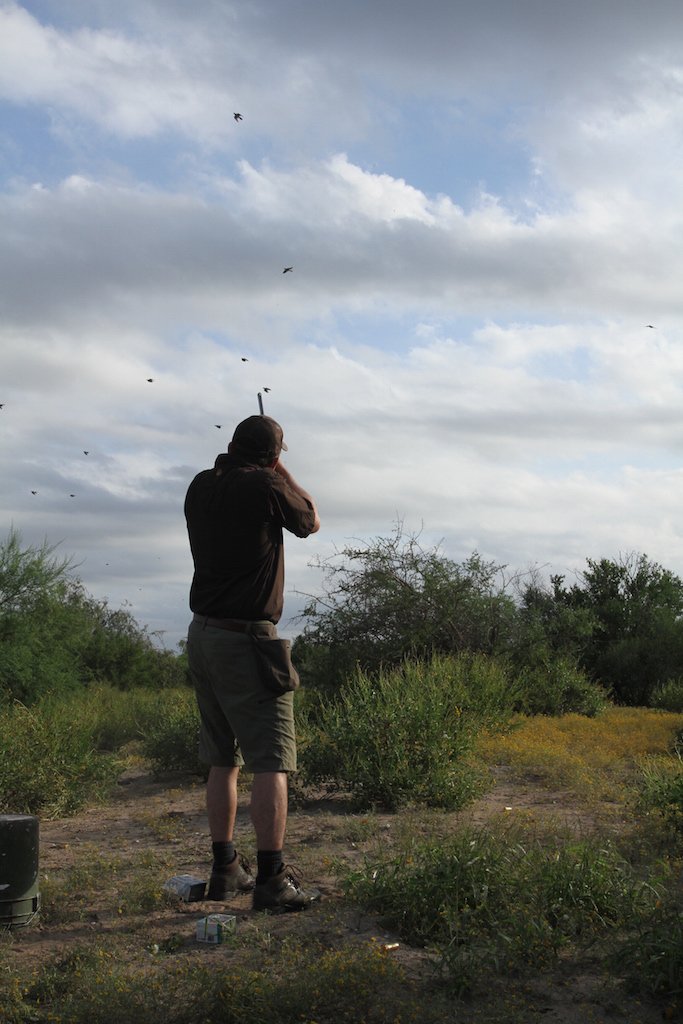 mexico white wing dove hunt