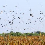 Mexico White-Winged Dove Hunting