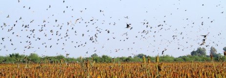 Mexico White Wing Dove Hunting numbers
