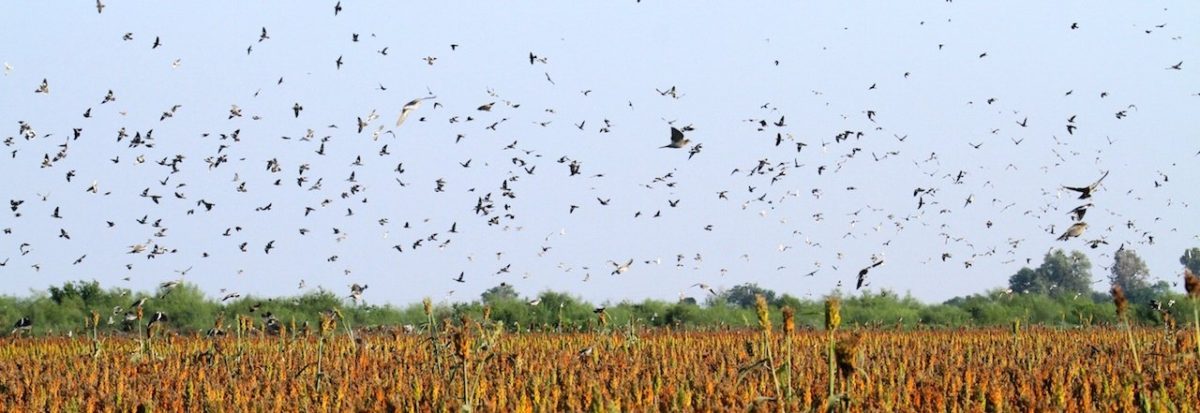 Mexico White-Winged Dove Hunting