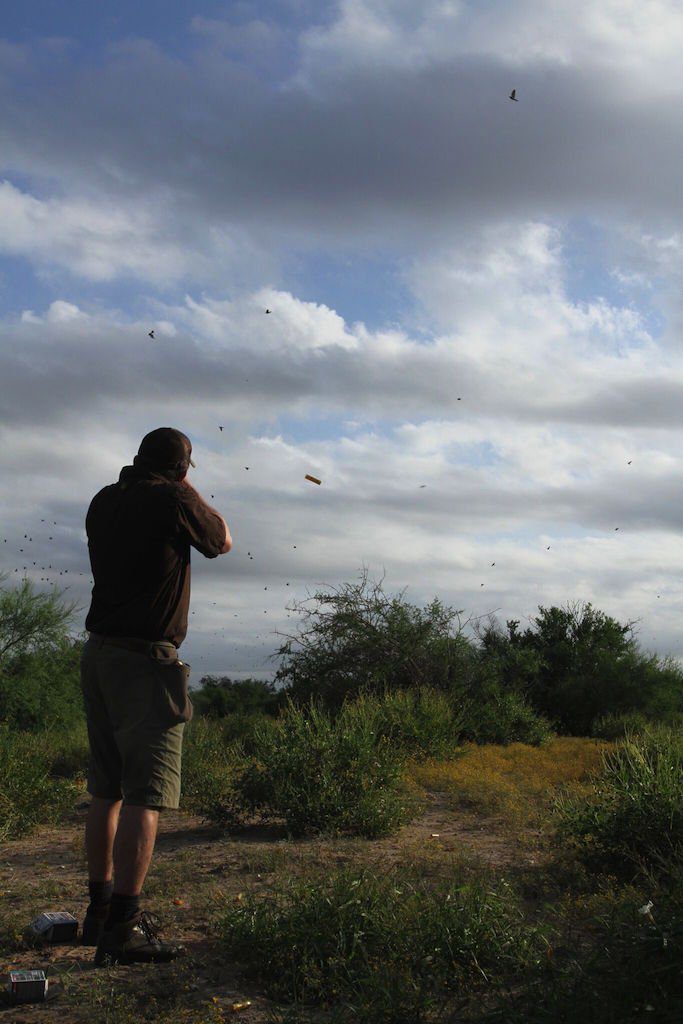 White Wing Dove Hunting Mexico