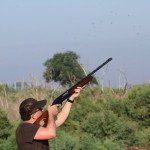 Mexico White Wing Dove Hunting Shooting