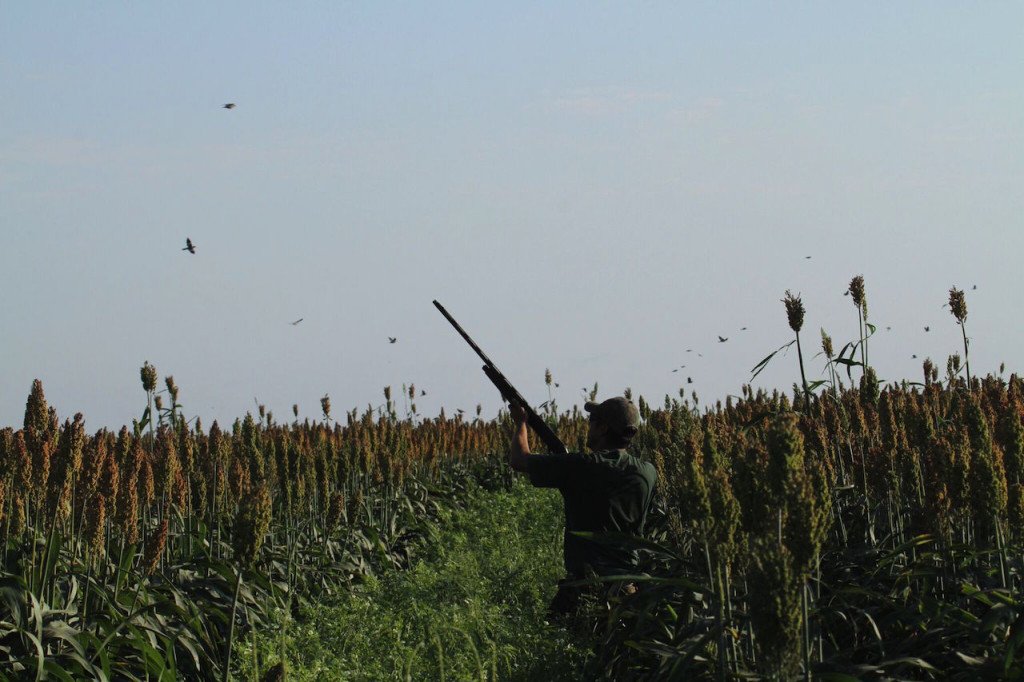 mexico white wing dove hunting