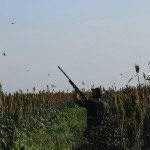 why go Mexico White Wing Dove Hunting