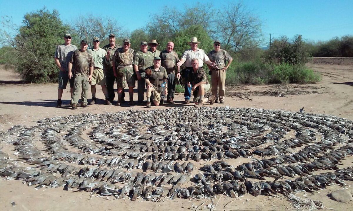 Mexico White Wing Dove Hunting Groups