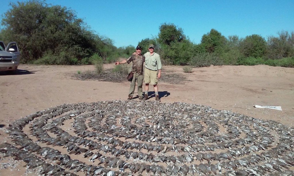 Mexico WhiteWinged Dove Hunting Ramsey Russell's