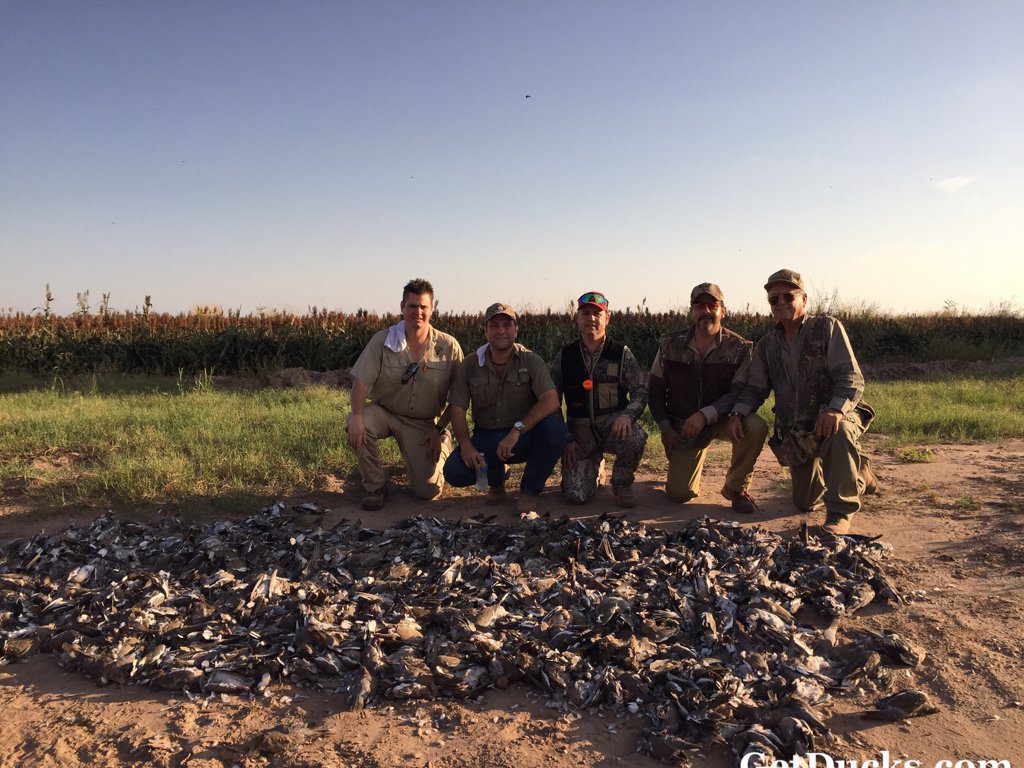 Mexico White Wing Dove Hunting Guided Trips