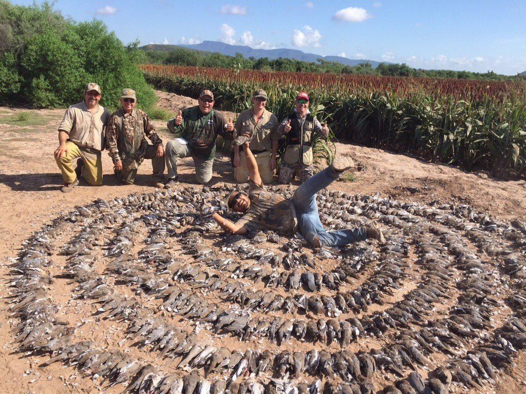 white winged dove hunt in mexico