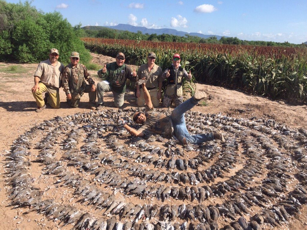 Mexico White Wing Dove Hunting Experiences
