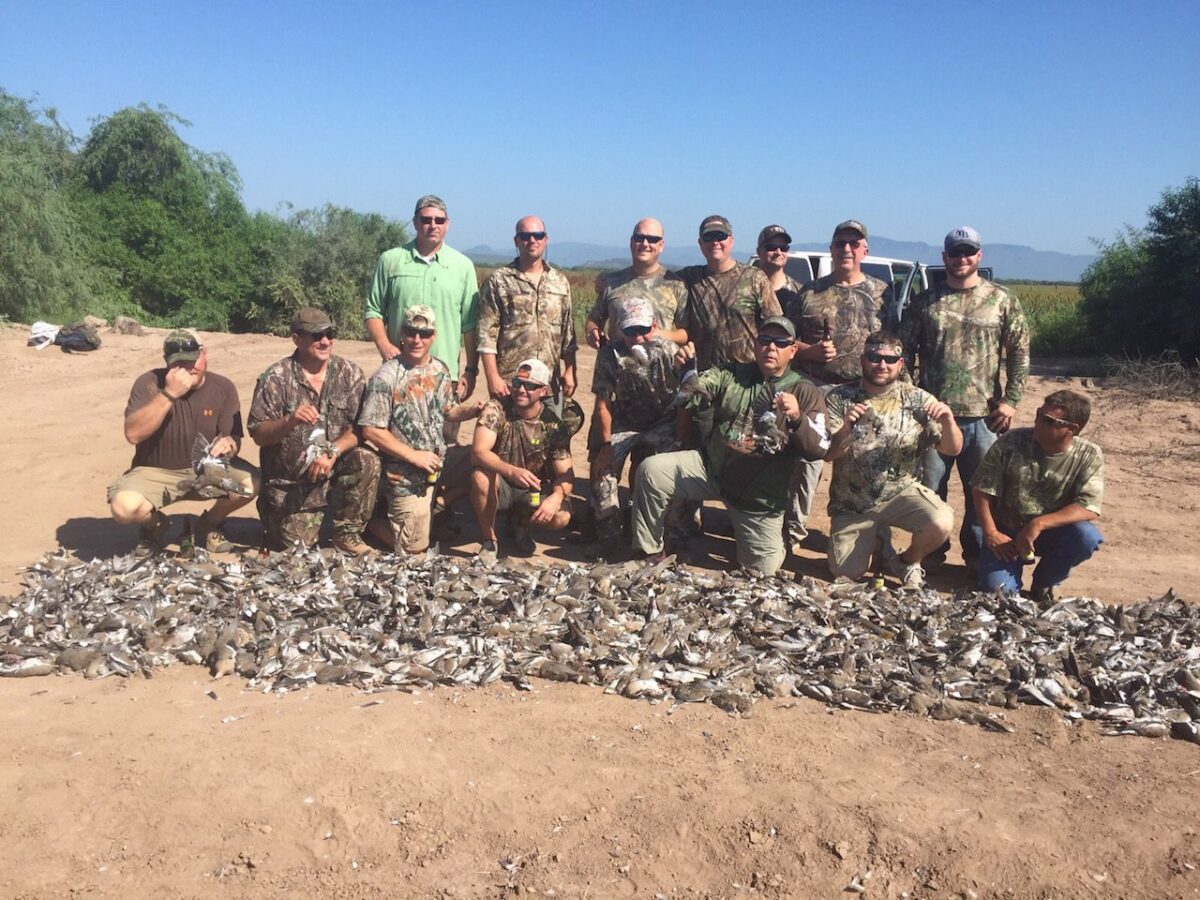 Mexico White Wing Dove Hunting Species