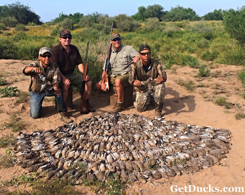 white wing dove hunting mexico