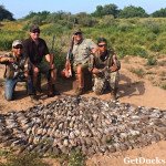 Mexico White Wing Dove Hunting
