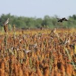 Mexico White Wing Dove Hunting Tours