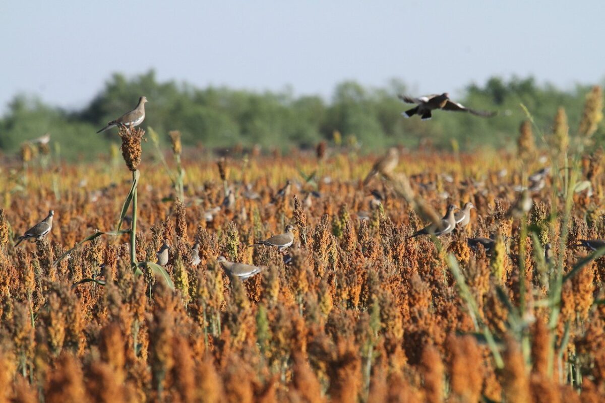 Mexico White Wing Dove Hunting Tours