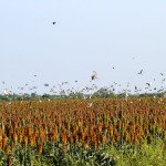 Mexico White Wing Dove Hunting Trips
