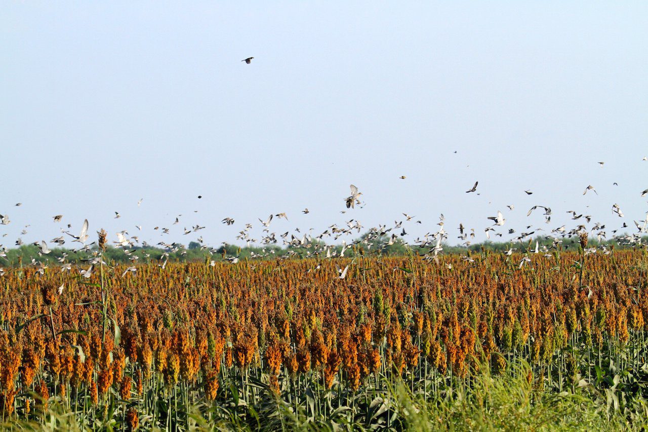 Mexico White Wing Dove Hunting - Ramsey Russell's GetDucks.com