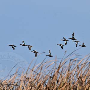 Peru Duck Hunting