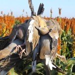 Mexico White Wing Dove Hunting