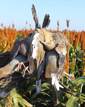 Mexico White Wing Dove Hunting