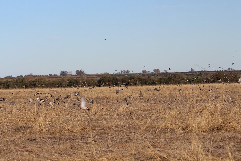 Los Ciebos Argentina Duck Hunting spots