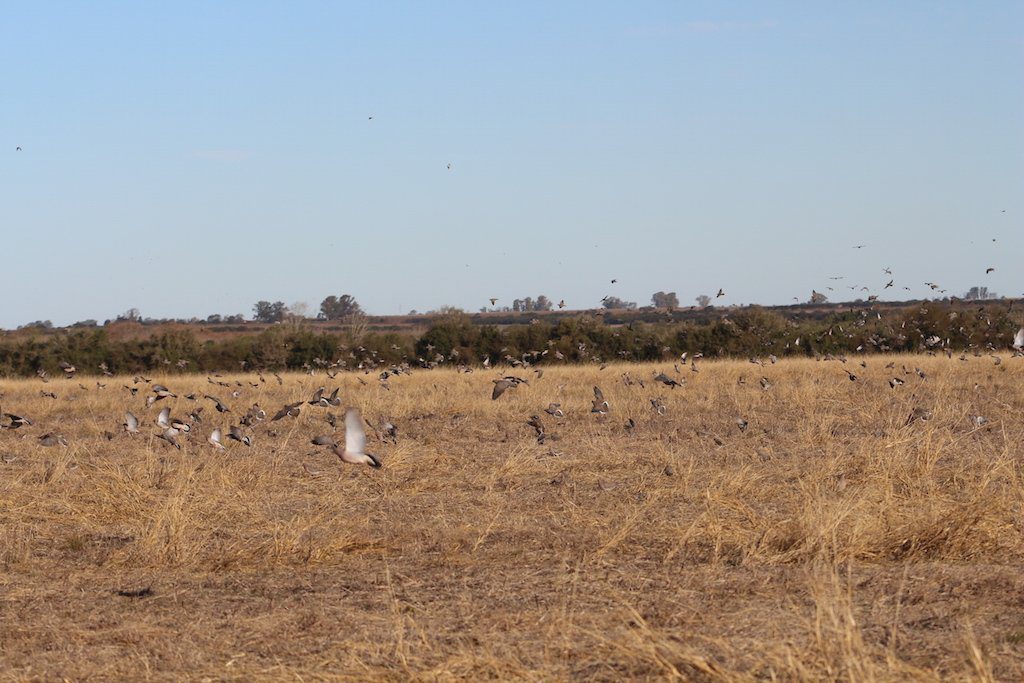 Los Ciebos Argentina Duck Hunting spots