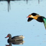 Los Ceibos Argentina Duck Hunting trips