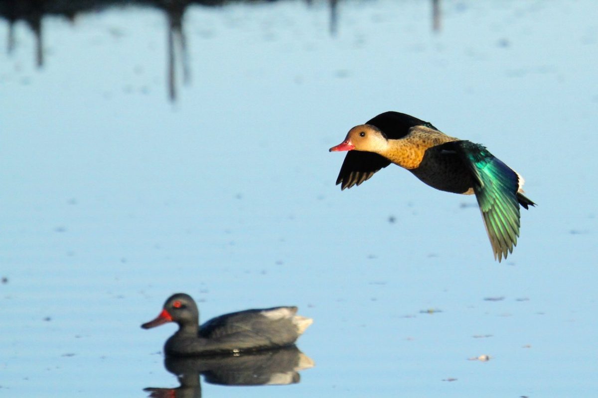 Los Ceibos Argentina Duck Hunting trips