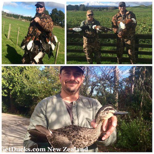 duck hunting in new zealand