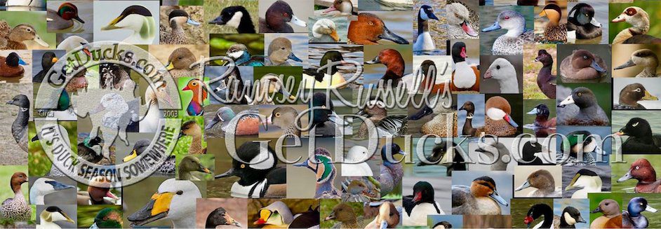 Waterfowl of the world