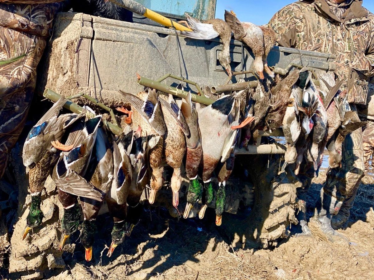 Missouri Duck Hunting Guided Hunts Pure Hen Southern Duck Lodge