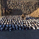 Limits for Sweden Goose Hunting
