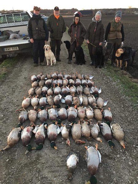 Top Sweden Goose Hunts