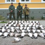 Guided Sweden Goose Hunting