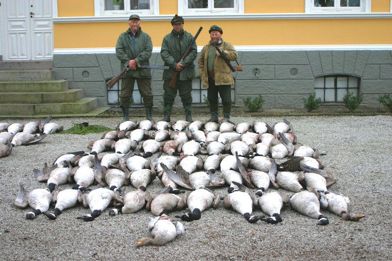 Guided Sweden Goose Hunting