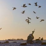 Sweden Goose Hunting Blinds