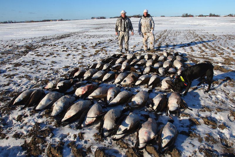 Top Sweden Goose Hunting Guided Tours
