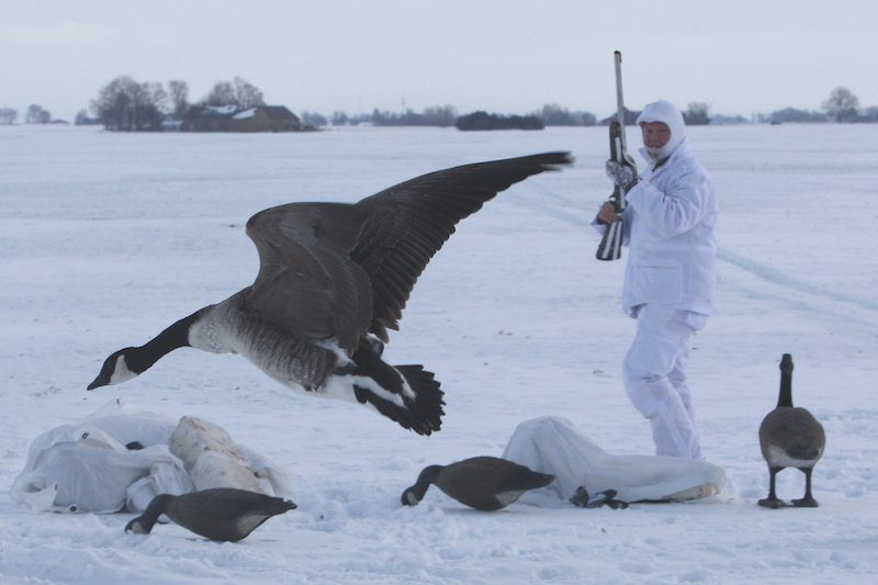 Best Sweden Goose Hunting Locations