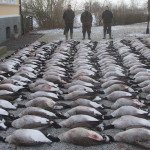 Top Sweden Goose Hunting Trips