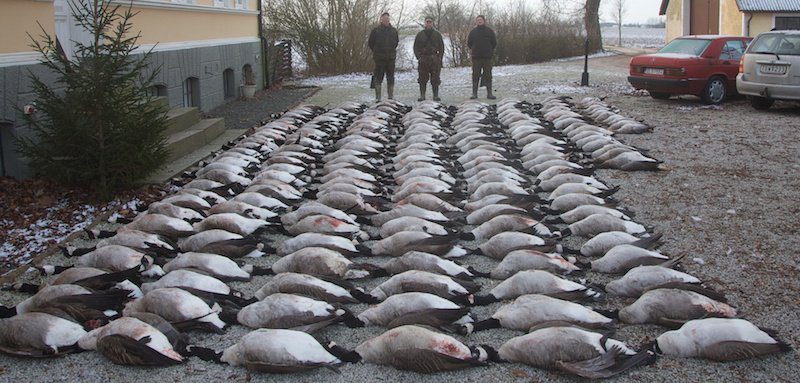 Top Sweden Goose Hunting Trips